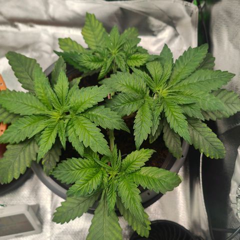 Critical (RQS) & Super- Skunk growlog photo: Erholungsmodus bis morgen & dann wird nochmal geköpft 😅