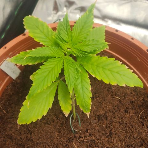 Critical (RQS) & Super- Skunk growlog photo: 😬 na ob die süße sich noch erholt?! Schaun wir mal, was wird...