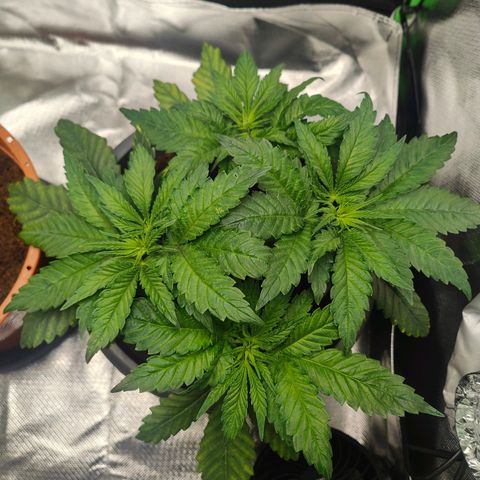 Critical (RQS) & Super- Skunk growlog photo: Was wird.. 
Critta is schon wieder zu gewachsen 😅♥️