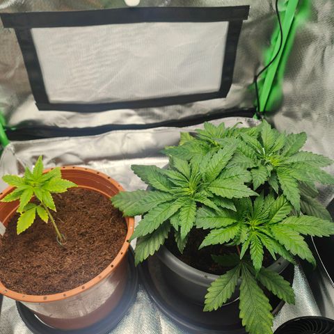 Critical (RQS) & Super- Skunk growlog timeline photo