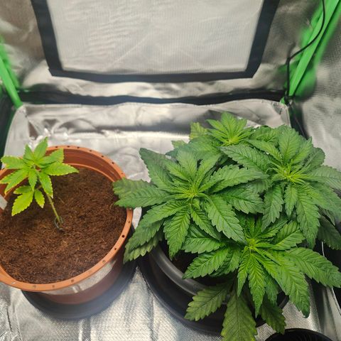 Critical (RQS) & Super- Skunk growlog photo: Crittas 2. Topping steht an. Aus 4 mach 8 😊