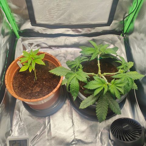 Critical (RQS) & Super- Skunk growlog photo: Tadaaa - wie man sieht hab ich's mal wieder verkackt 😬 einer der Mains is abgeknickt & ich habs mit Klebestreifen gefixt .. mal schaun