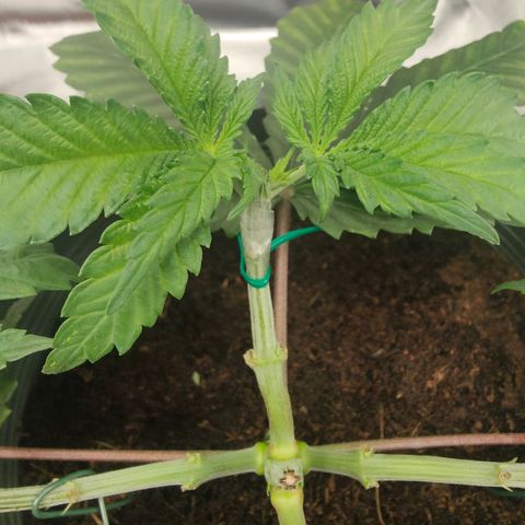 Critical (RQS) & Super- Skunk growlog photo: Tadaaa - wie man sieht hab ich's mal wieder verkackt 😬 einer der Mains is abgeknickt & ich habs mit Klebestreifen gefixt .. mal schaun