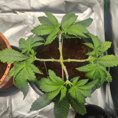 Critical (RQS) & Super- Skunk growlog photo: Tadaaa - wie man sieht hab ich's mal wieder verkackt 😬 einer der Mains is abgeknickt & ich habs mit Klebestreifen gefixt .. mal schaun