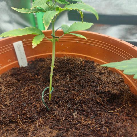 Critical (RQS) & Super- Skunk growlog photo: & naja skunky sieht echt nicht gut aus..
Vielleicht muss sie später auch raus.. mal sehn