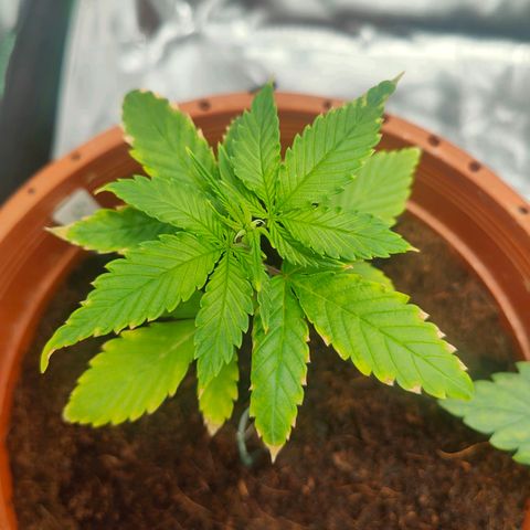 Critical (RQS) & Super- Skunk growlog photo: & naja skunky sieht echt nicht gut aus..
Vielleicht muss sie später auch raus.. mal sehn