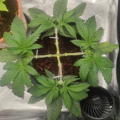 Critical (RQS) & Super- Skunk growlog photo: Vorhin noch schnell die blöden drähte gegen Heringe ausgetauscht 😊 sitzt gleich viel besser!