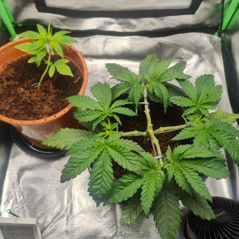 Critical (RQS) & Super- Skunk growlog photo: Heute kommen die großen Fanleafs ab. Die stören beim gießen 😅