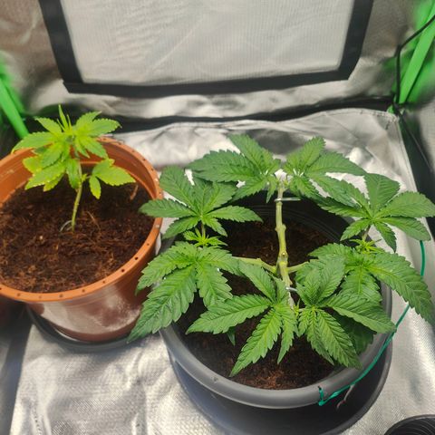 Critical (RQS) & Super- Skunk growlog photo: Viel besser! 
Die Wuchsform befriedigt meinen inneren Monk doch sehr 😬♥️