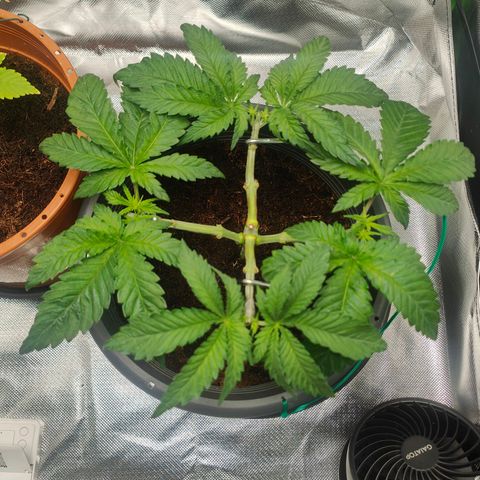 Critical (RQS) & Super- Skunk growlog photo: Viel besser! 
Die Wuchsform befriedigt meinen inneren Monk doch sehr 😬♥️