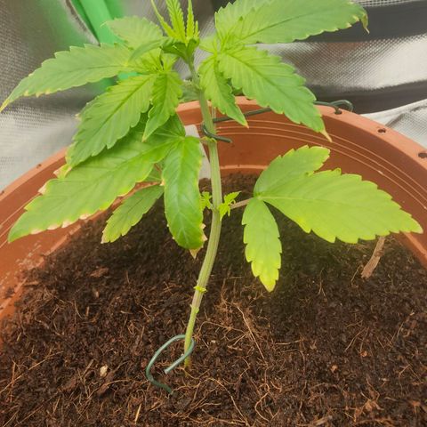 Critical (RQS) & Super- Skunk growlog photo: Naja & skunky macht nicht wirklich nen gesunden Eindruck.. egal! Keine Rücksicht auf Verluste 😅 weiter geht's!