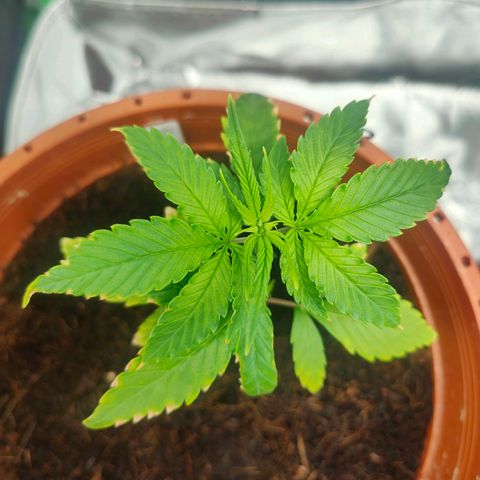 Critical (RQS) & Super- Skunk growlog photo: Naja & skunky macht nicht wirklich nen gesunden Eindruck.. egal! Keine Rücksicht auf Verluste 😅 weiter geht's!