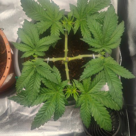 Critical (RQS) & Super- Skunk growlog photo: Schön schön! Aber man sieht, dass sich die linke Seite von dem Knick erholen muss 😬 tut mir leid!!♥️