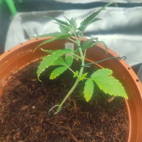 Critical (RQS) & Super- Skunk growlog photo: Bei Skunky hab ich nich so'n gutes Gefühl 😅 trotzdem weiter LST sonst wächst sie einfach strait nach oben & höher hinaus als Critta & das wollen wir nicht 😅