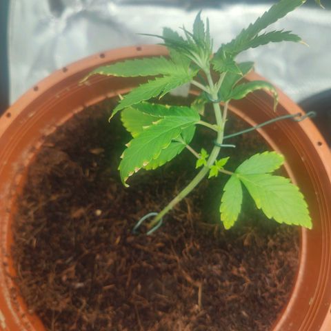 Critical (RQS) & Super- Skunk growlog photo: Bei Skunky hab ich nich so'n gutes Gefühl 😅 trotzdem weiter LST sonst wächst sie einfach strait nach oben & höher hinaus als Critta & das wollen wir nicht 😅