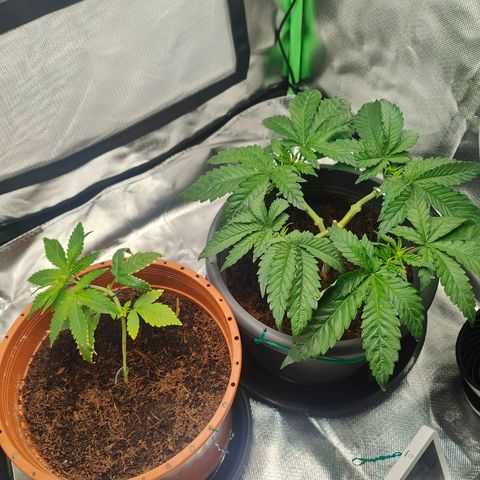 Critical (RQS) & Super- Skunk growlog photo: Könnte schlechter aussehen! 😊
Der angeknackte trieb macht sich zwar bemerkbar, scheint aber zu heilen. 