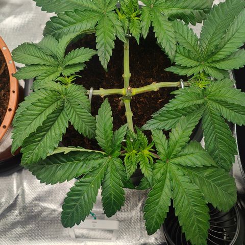 Critical (RQS) & Super- Skunk growlog photo: Könnte schlechter aussehen! 😊
Der angeknackte trieb macht sich zwar bemerkbar, scheint aber zu heilen. 