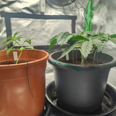 Critical (RQS) & Super- Skunk growlog photo: Könnte schlechter aussehen! 😊
Der angeknackte trieb macht sich zwar bemerkbar, scheint aber zu heilen. 