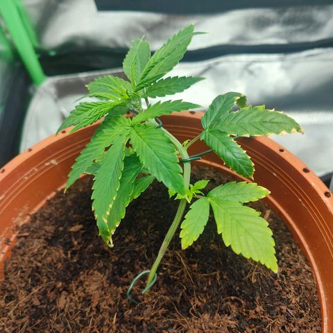 Critical (RQS) & Super- Skunk growlog photo: Könnte schlechter aussehen! 😊
Der angeknackte trieb macht sich zwar bemerkbar, scheint aber zu heilen. 