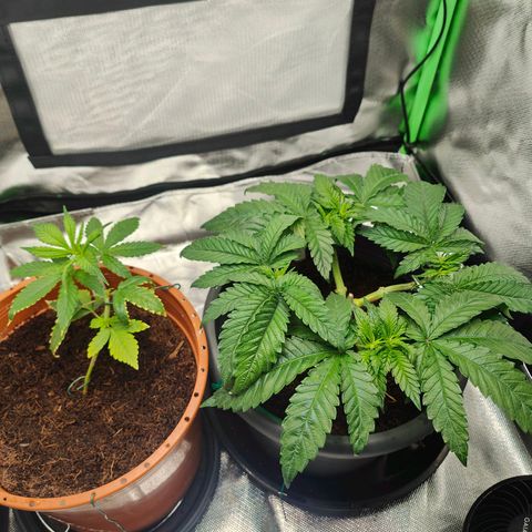 Critical (RQS) & Super- Skunk growlog photo: 😊♥️✨