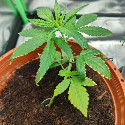 Critical (RQS) & Super- Skunk growlog photo: 😊♥️✨