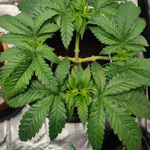 Critical (RQS) & Super- Skunk growlog photo: 😊♥️✨