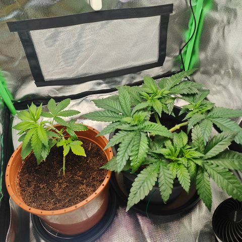 Critical (RQS) & Super- Skunk growlog timeline photo