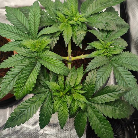 Critical (RQS) & Super- Skunk growlog photo: Hab heute nur die Heringe nachgezogen. 😊 Sieht gut aus