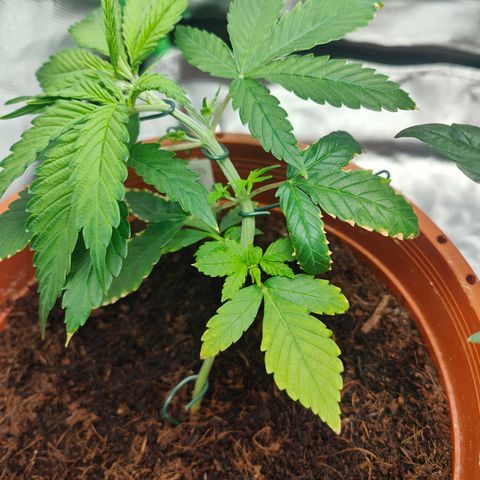 Critical (RQS) & Super- Skunk growlog photo: Skunkys neue blätter sehen ganz gut aus. - hab sie nochmal runter gedehnt damit besser Licht an die unteren Triebe kommt 😊