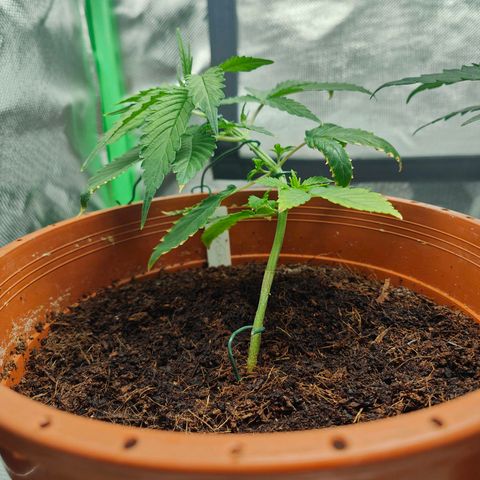 Critical (RQS) & Super- Skunk growlog photo: Skunkys neue blätter sehen ganz gut aus. - hab sie nochmal runter gedehnt damit besser Licht an die unteren Triebe kommt 😊