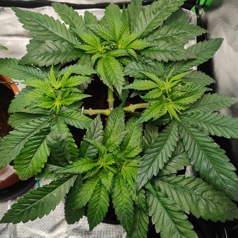 Critical (RQS) & Super- Skunk growlog timeline photo