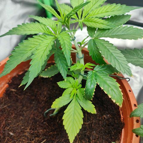 Critical (RQS) & Super- Skunk growlog timeline photo