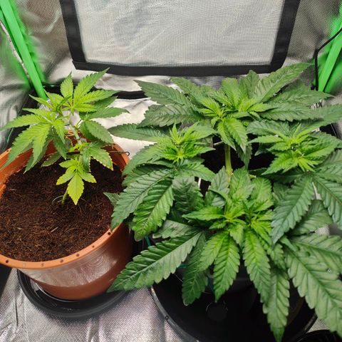 Critical (RQS) & Super- Skunk growlog timeline photo