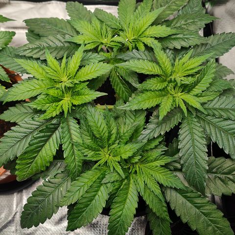 Critical (RQS) & Super- Skunk growlog photo:  Schön schön! 😊 Noch so 1-2 Tage dann werden die neuen Triebe auch ein bisschen trainiert.