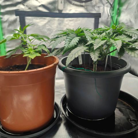 Critical (RQS) & Super- Skunk growlog photo:  Schön schön! 😊 Noch so 1-2 Tage dann werden die neuen Triebe auch ein bisschen trainiert.