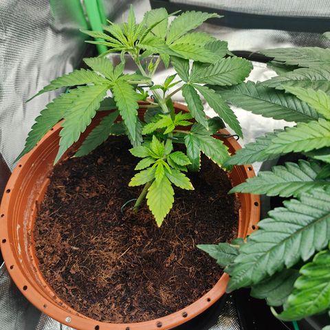 Critical (RQS) & Super- Skunk growlog photo:  Schön schön! 😊 Noch so 1-2 Tage dann werden die neuen Triebe auch ein bisschen trainiert.