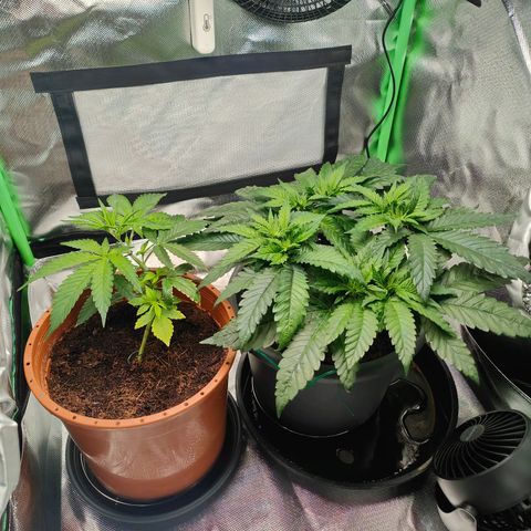 Critical (RQS) & Super- Skunk growlog photo:  Schön schön! 😊 Noch so 1-2 Tage dann werden die neuen Triebe auch ein bisschen trainiert.