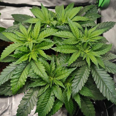 Critical (RQS) & Super- Skunk growlog photo: Sieht gut aus! 😊✨