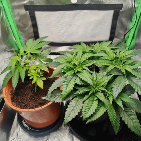 Critical (RQS) & Super- Skunk growlog photo: Sieht gut aus! 😊✨