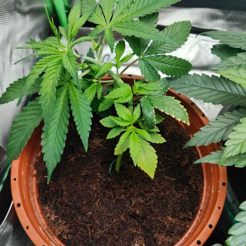 Critical (RQS) & Super- Skunk growlog photo: Sieht gut aus! 😊✨