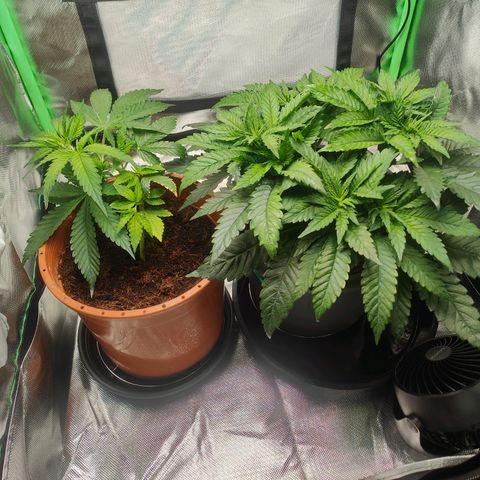 Critical (RQS) & Super- Skunk growlog photo: Buschig 😅