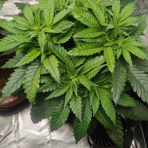 Critical (RQS) & Super- Skunk growlog photo: Buschig 😅