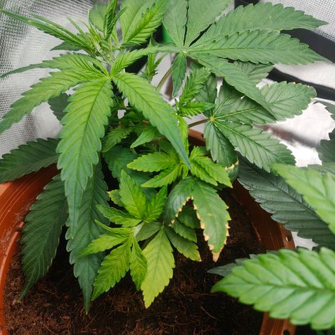 Critical (RQS) & Super- Skunk growlog photo: Buschig 😅