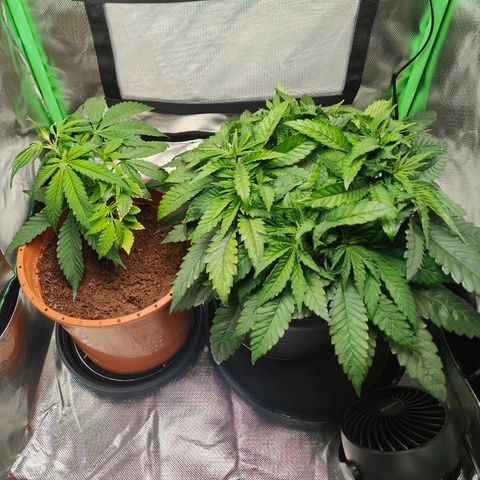 Critical (RQS) & Super- Skunk growlog timeline photo