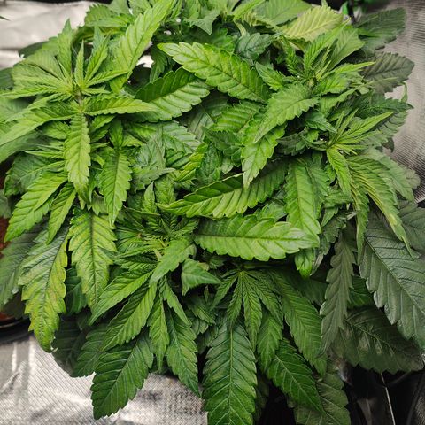 Critical (RQS) & Super- Skunk growlog timeline photo