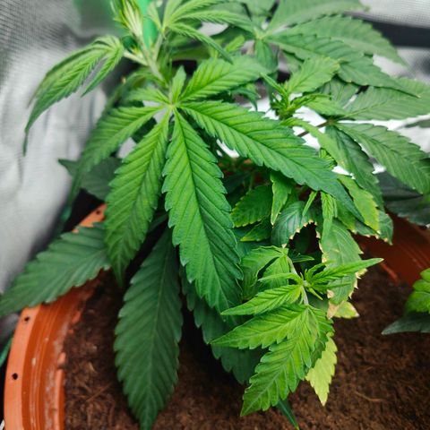 Critical (RQS) & Super- Skunk growlog timeline photo