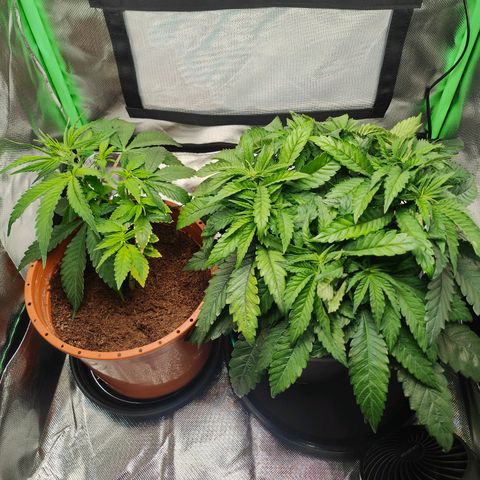 Critical (RQS) & Super- Skunk growlog photo: Vor dem Haarschnitt 😁✨