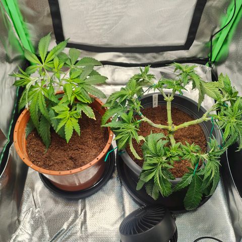 Critical (RQS) & Super- Skunk growlog photo: & nach dem Haarschnitt 🥰💚
Die SuperSkunk is anscheinend ne Auto. Die süße befindet sich voll im Stretch bei 18/6 😅 hab die von nem Kumpel. Was nun? 
