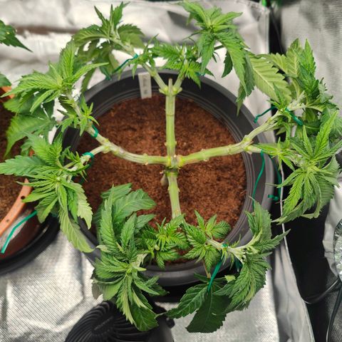 Critical (RQS) & Super- Skunk growlog photo: & nach dem Haarschnitt 🥰💚
Die SuperSkunk is anscheinend ne Auto. Die süße befindet sich voll im Stretch bei 18/6 😅 hab die von nem Kumpel. Was nun? 