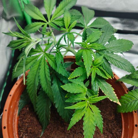 Critical (RQS) & Super- Skunk growlog photo: & nach dem Haarschnitt 🥰💚
Die SuperSkunk is anscheinend ne Auto. Die süße befindet sich voll im Stretch bei 18/6 😅 hab die von nem Kumpel. Was nun? 
